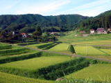 茩Ic